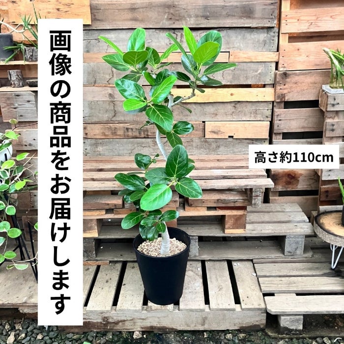 観葉植物現品販売