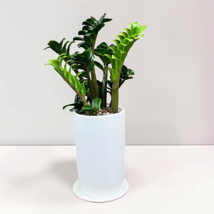 観葉植物現品販売
