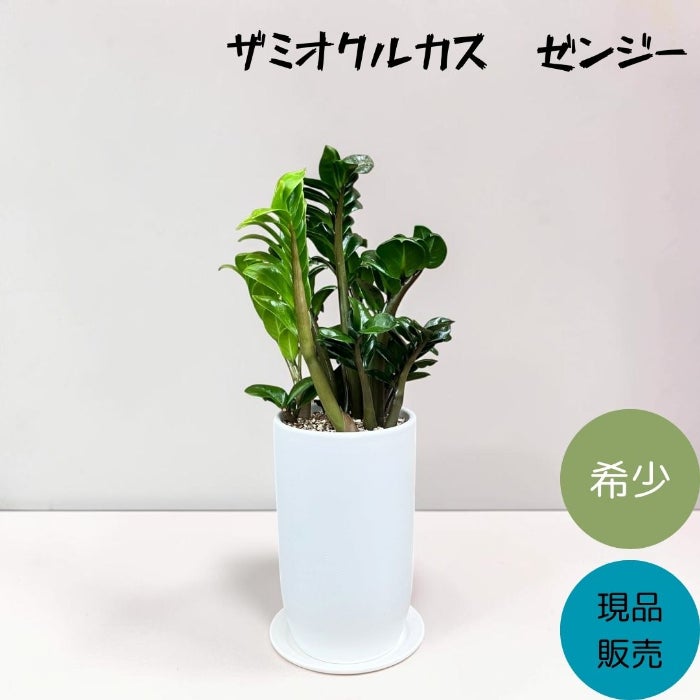 観葉植物現品販売