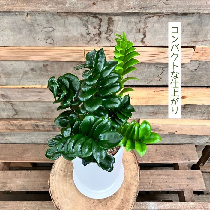 観葉植物現品販売