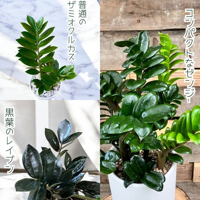 観葉植物現品販売