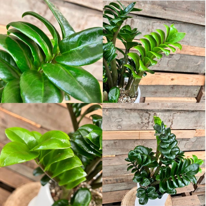 観葉植物現品販売