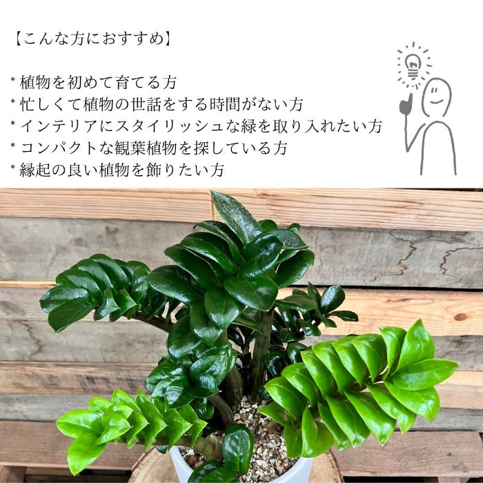 観葉植物現品販売