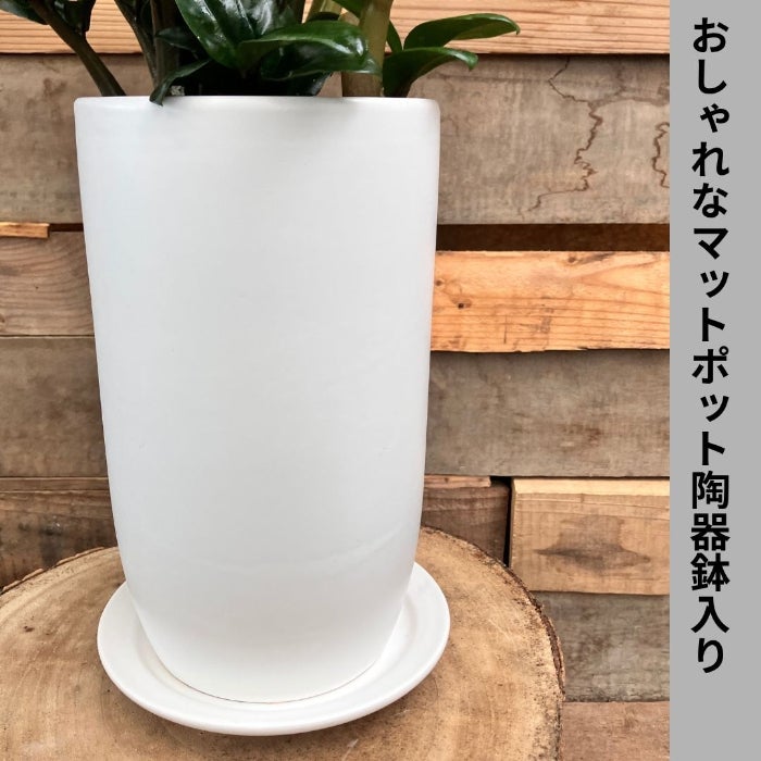 観葉植物現品販売