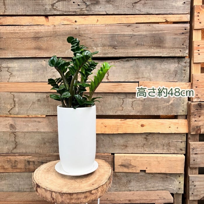 観葉植物現品販売