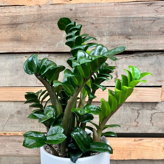 観葉植物現品販売