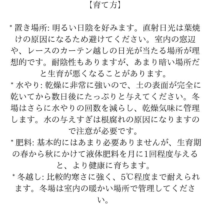 観葉植物現品販売