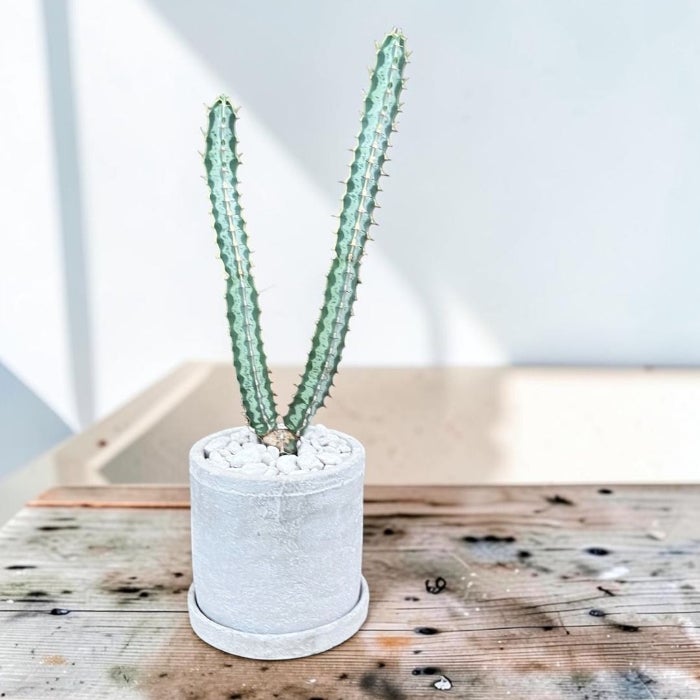 観葉植物現品販売