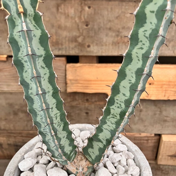 観葉植物現品販売
