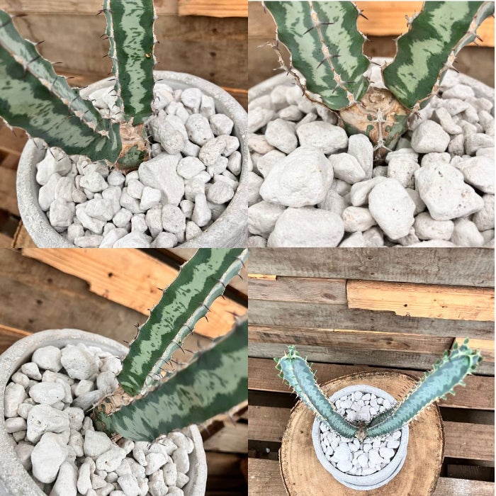 観葉植物現品販売