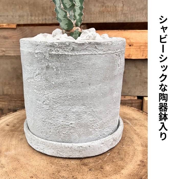 観葉植物現品販売