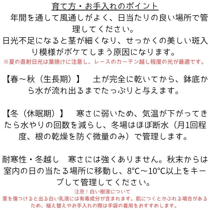 観葉植物現品販売