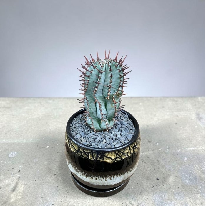 観葉植物現品販売