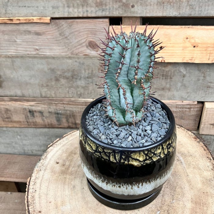 観葉植物現品販売