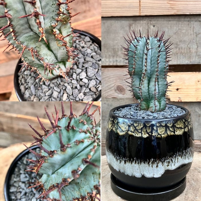 観葉植物現品販売