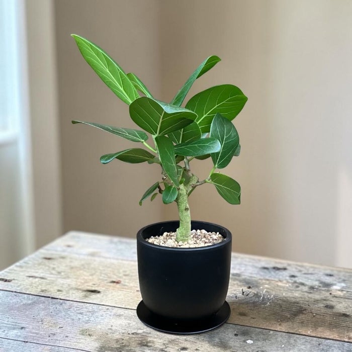 観葉植物現品販売