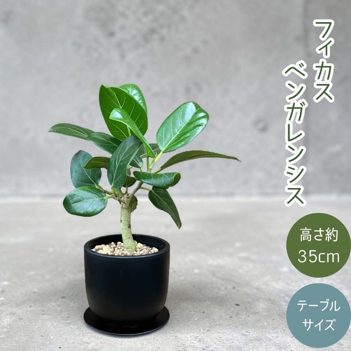 観葉植物現品販売