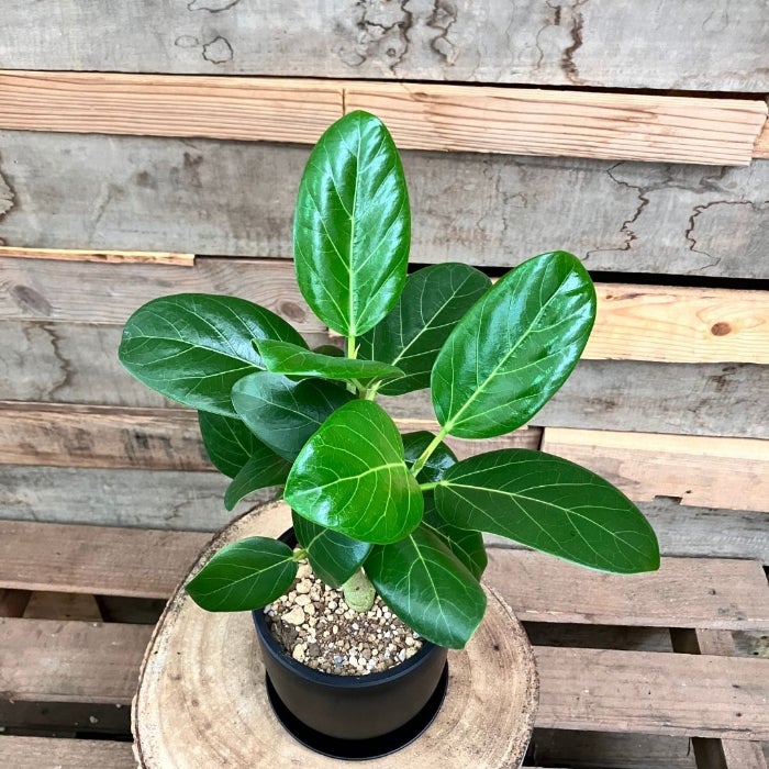 観葉植物現品販売