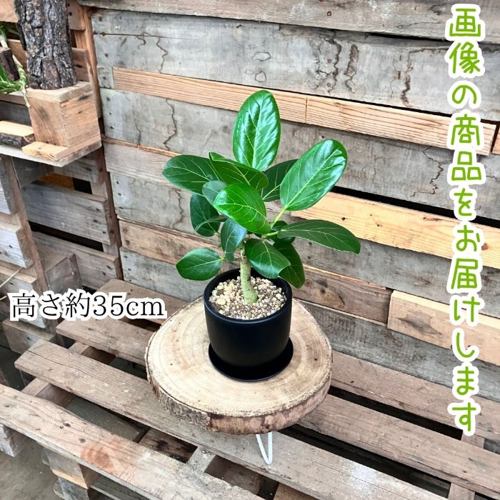観葉植物現品販売