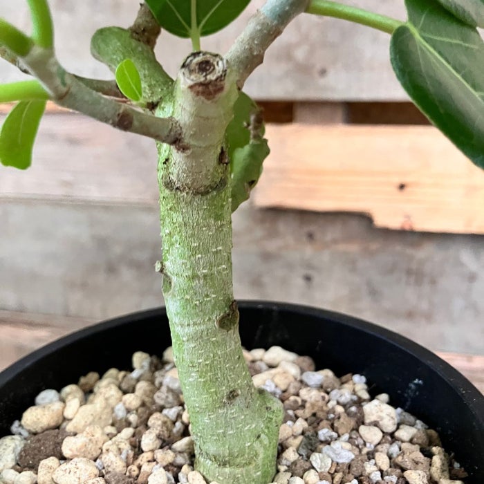 観葉植物現品販売