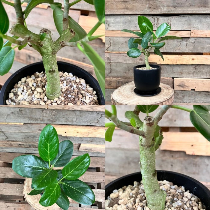 観葉植物現品販売