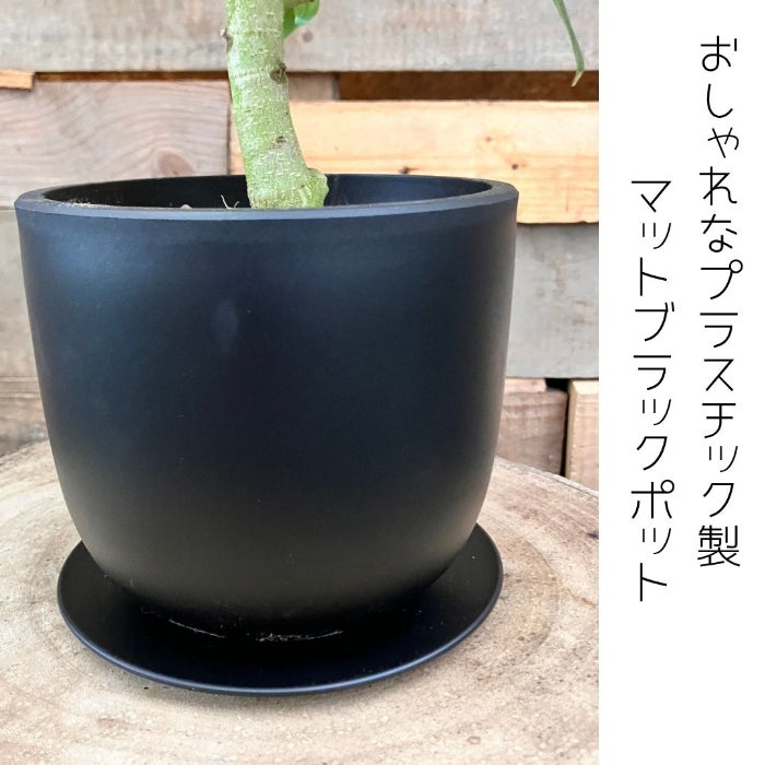 観葉植物現品販売