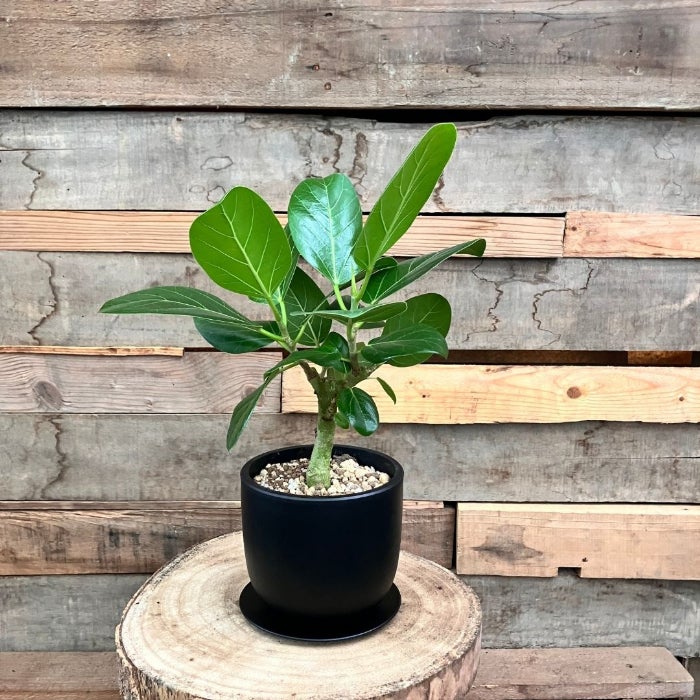 観葉植物現品販売