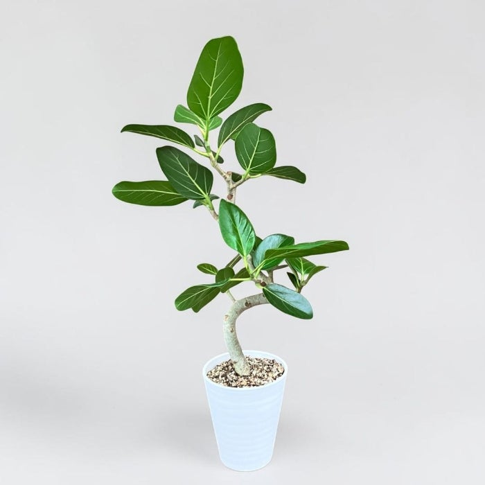 観葉植物現品販売