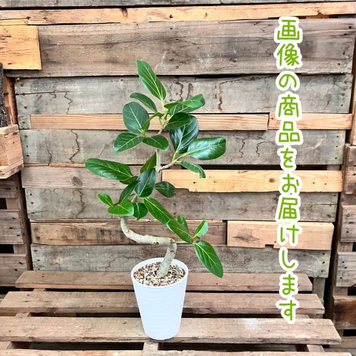 観葉植物現品販売