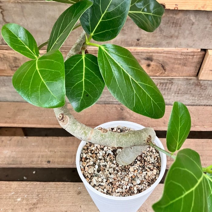観葉植物現品販売