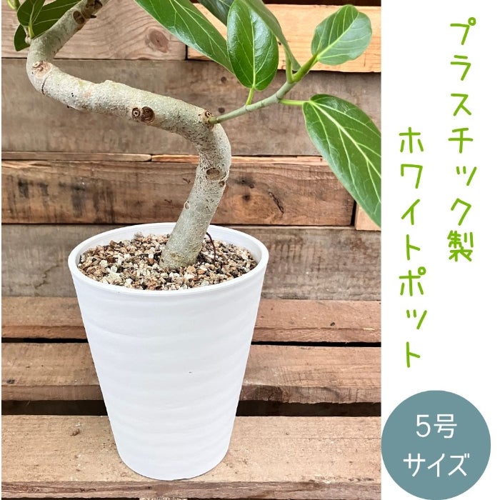 観葉植物現品販売