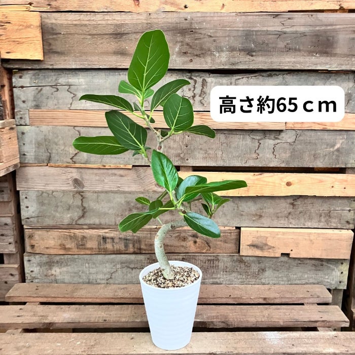 観葉植物現品販売