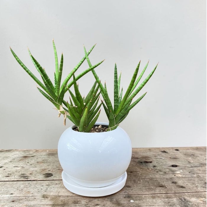 観葉植物現品販売