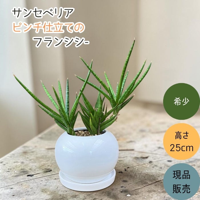 観葉植物現品販売