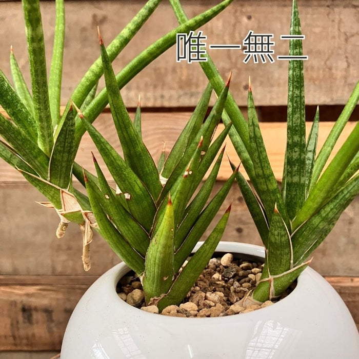 観葉植物現品販売