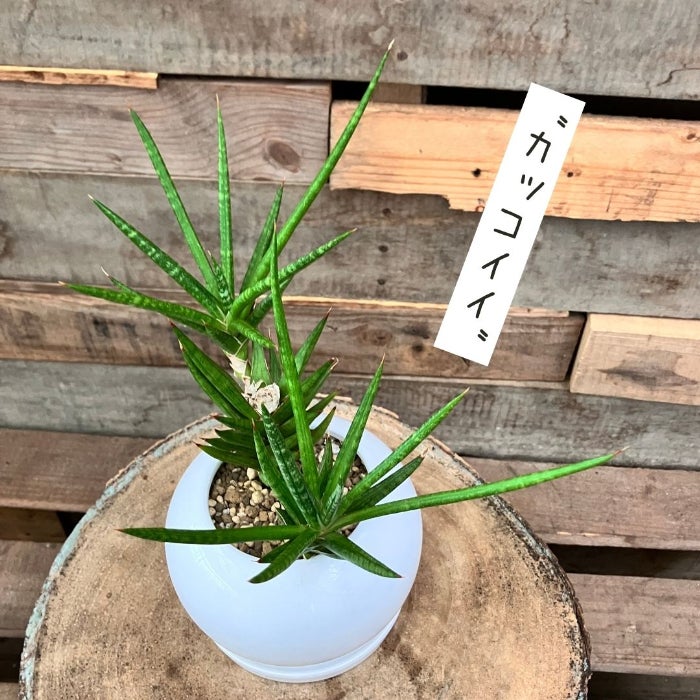 観葉植物現品販売