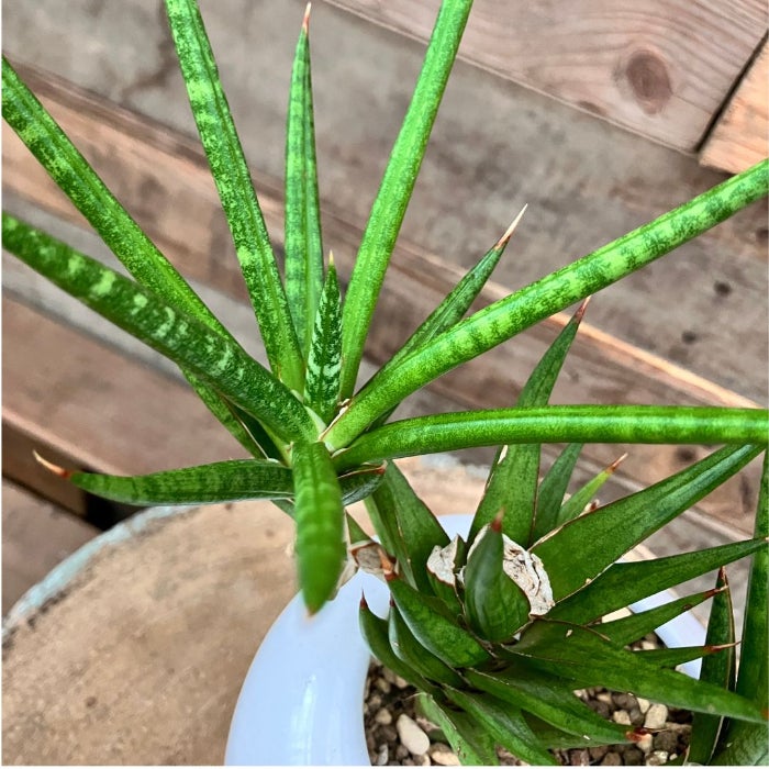 観葉植物現品販売