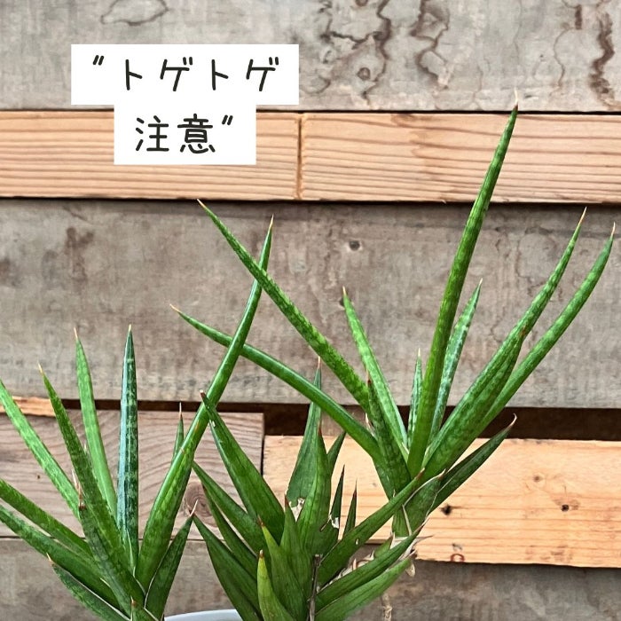 観葉植物現品販売