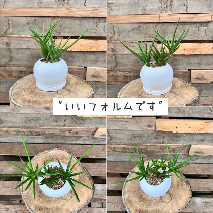 観葉植物現品販売