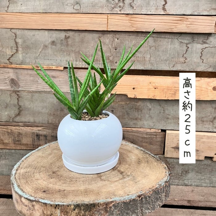 観葉植物現品販売