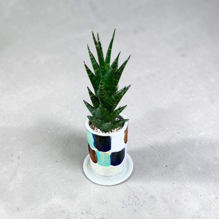 観葉植物現品販売