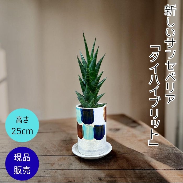 観葉植物現品販売