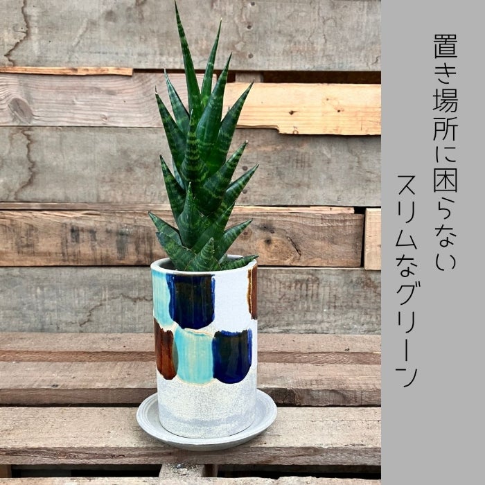 観葉植物現品販売