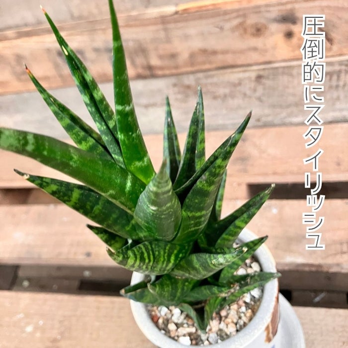 観葉植物現品販売