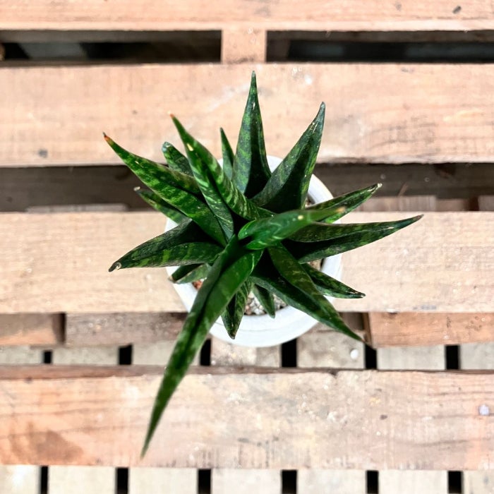 観葉植物現品販売