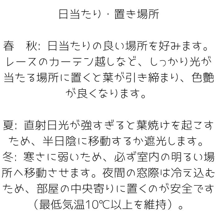 観葉植物現品販売