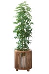 観葉植物 通販 ホンコンカポック 10号鉢 天然木ラウンド鉢カバー付 観葉植物 本物