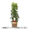 観葉植物 通販 ホンコンカポック 10号鉢 天然木ラウンド鉢カバー付 観葉植物 本物