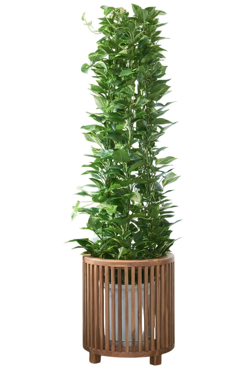 観葉植物 通販 ポトス・タワー仕立て 10号鉢 天然木ラウンド鉢カバー付 観葉植物 本物