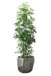 観葉植物 通販 ホンコンカポック 10号鉢 リッジ鉢カバー付 観葉植物 本物